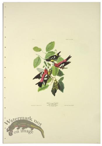 White-winged Grossbill L.E.